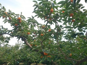 西村早生・樹