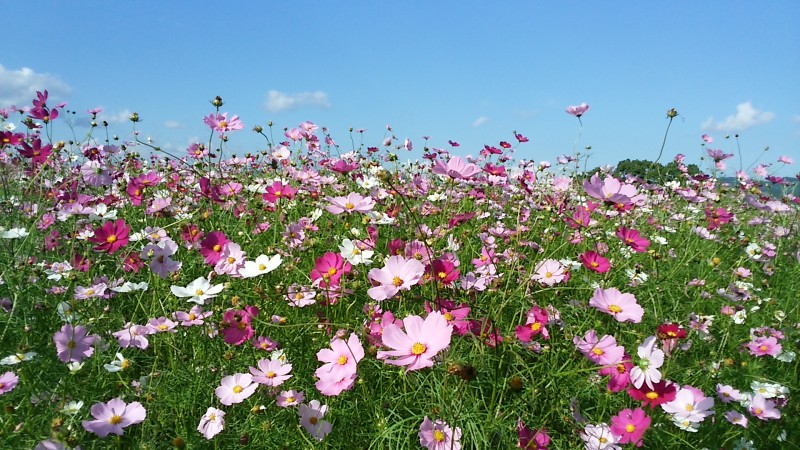 コスモスフェスタ 道の駅くるめ コスモスフェスタ 道の駅くるめ