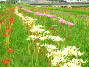 彼岸花②