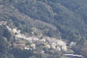 ハクモクレン
