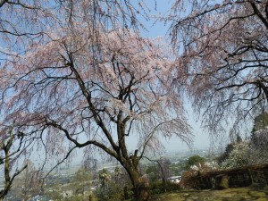 DSCN0788