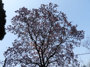 30年3月ハクモクレン