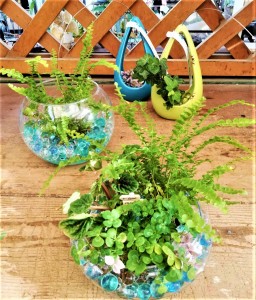 観葉植物寄せ植え