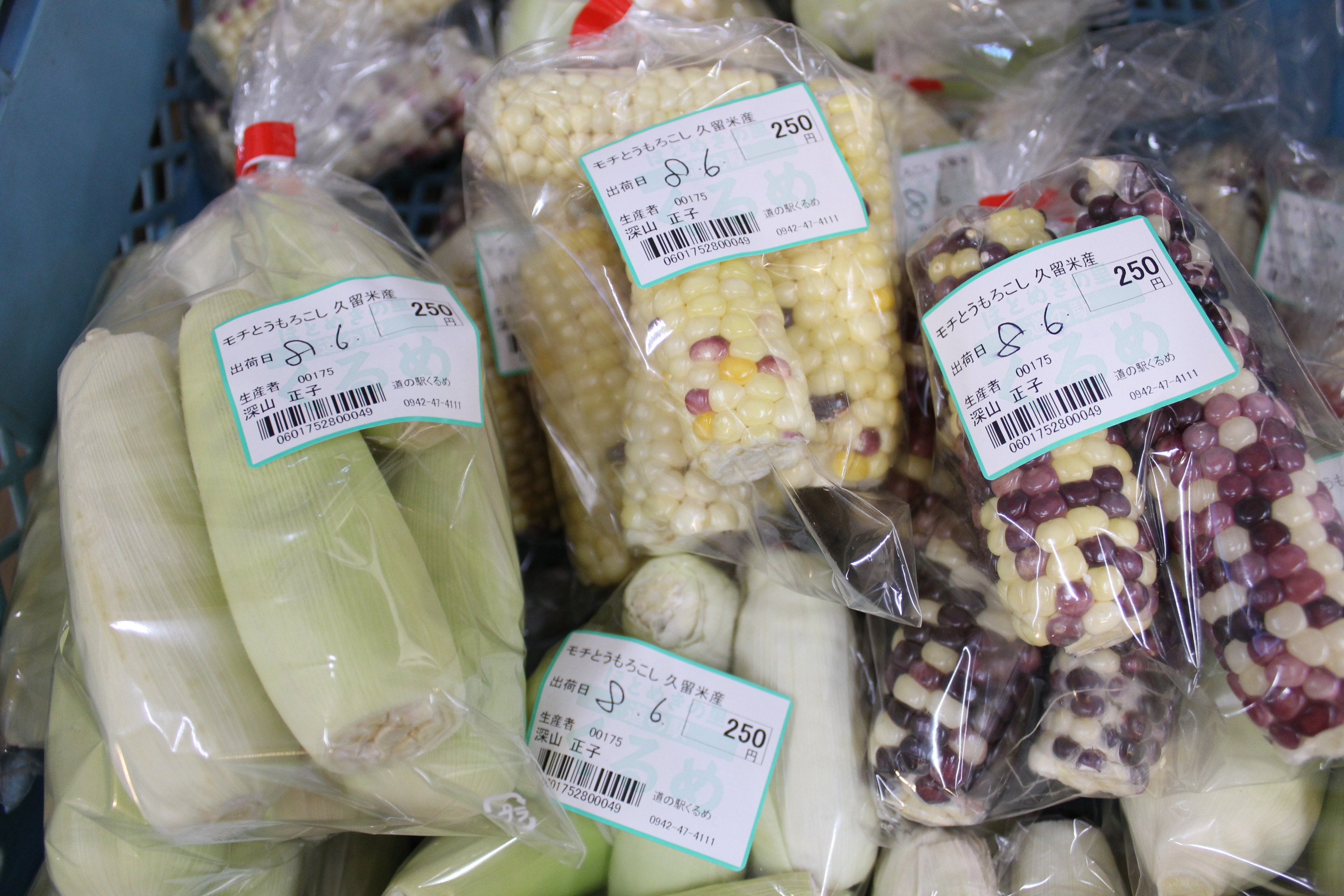 もちとうもろこし はじまりました 道の駅くるめ もちとうもろこし はじまりました 道の駅くるめ