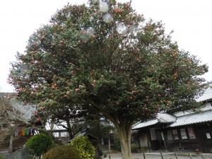 DSCN1597