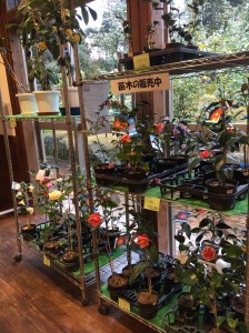 今日の世界のつばき館_200229_0016