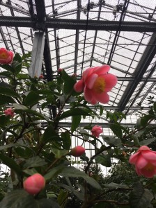 今日の世界のつばき館_200229_0008