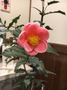 今日の世界のつばき館_200229_0022