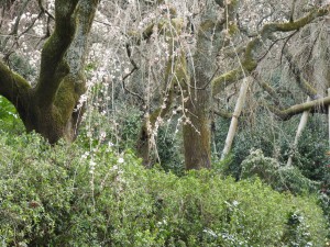 3月15日簾桜