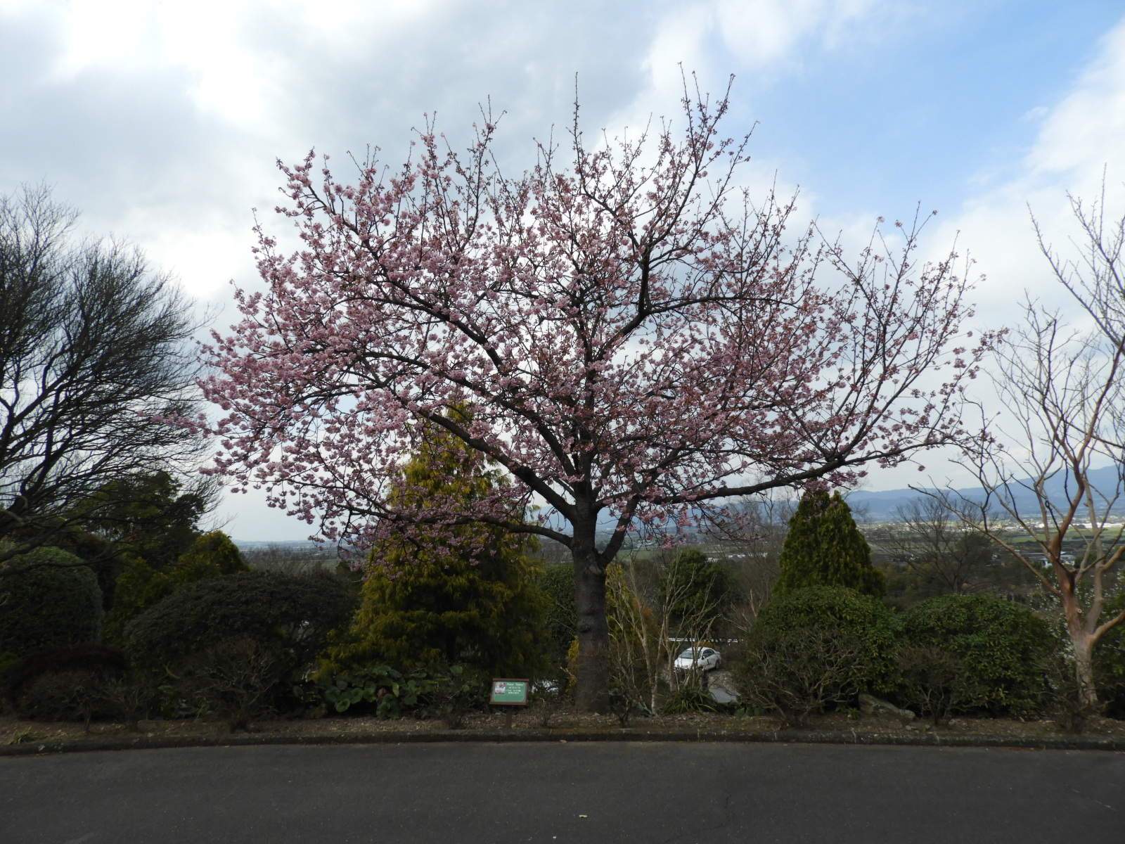 しだれ桜が咲き始めています 道の駅くるめ