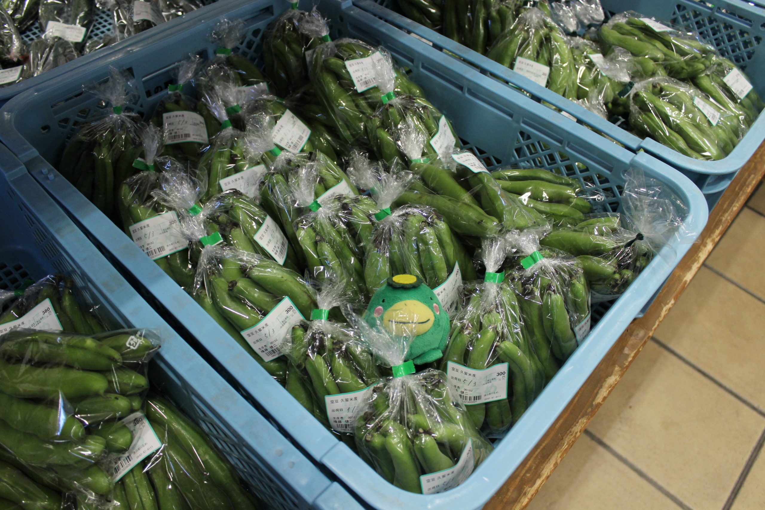 【農産物情報】空豆の出荷がはじまりました！