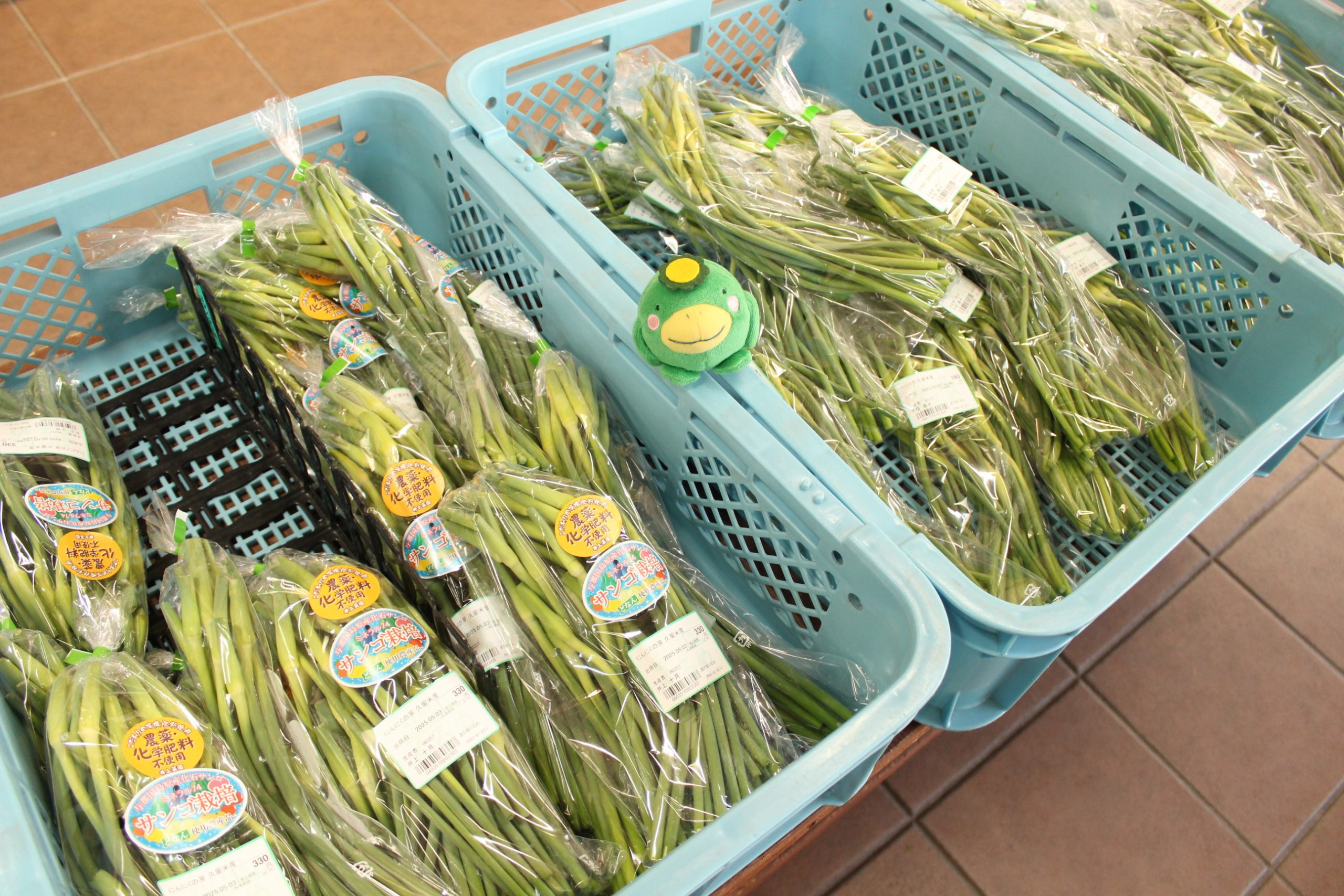 【農産物情報】にんにくの芽の出荷が始まりました！