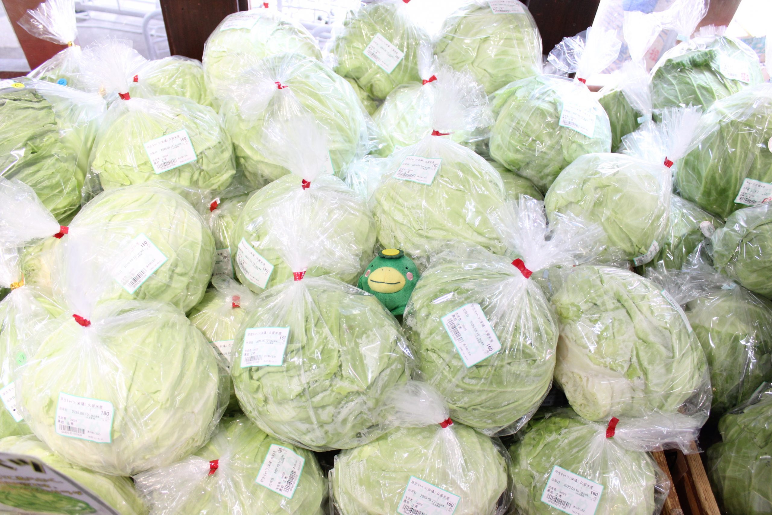 【農産物情報】春キャベツの出荷がとても好調です！