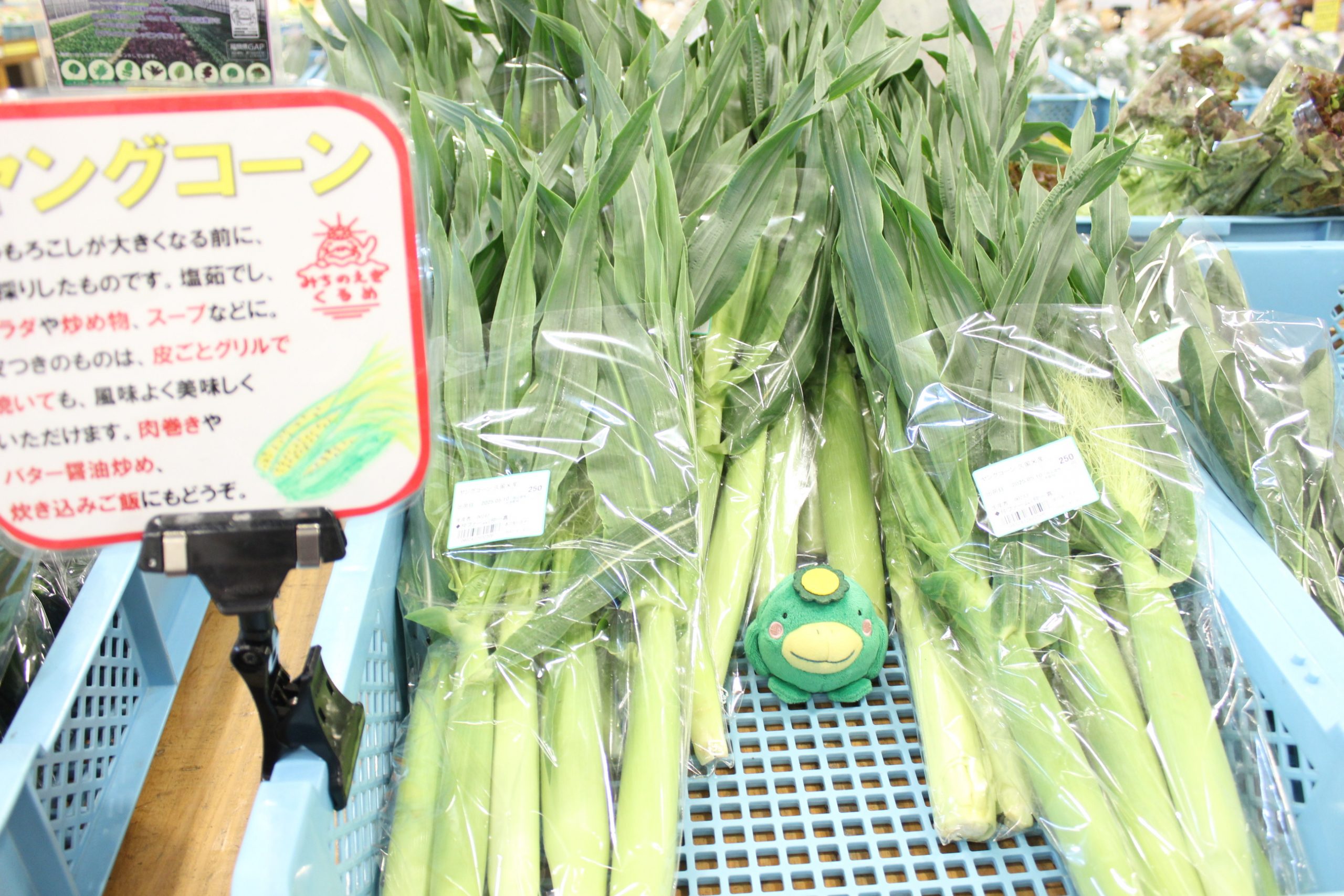 【農産物情報】茹でてサラダや炒め物に、ヤングコーン！