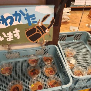 クワガタの販売がスタートしています。