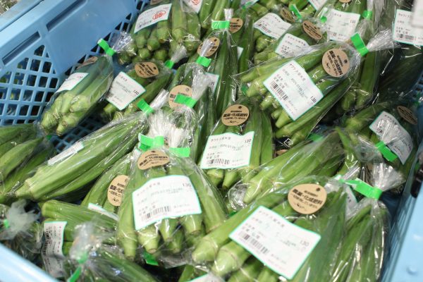 【農産物情報】オクラの出荷が好調です🌟