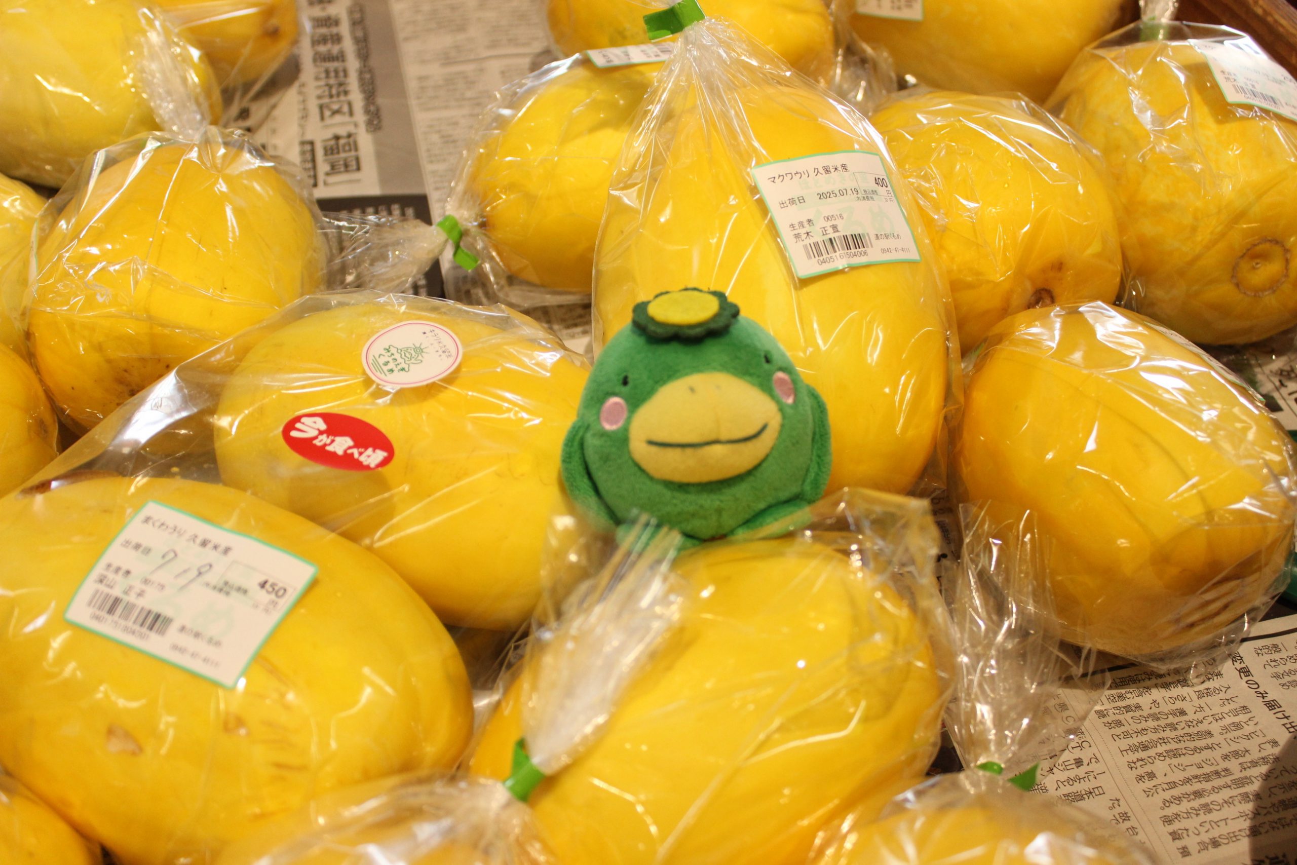【農産物情報】冷やしておいしいまくわうりはいかがですか？
