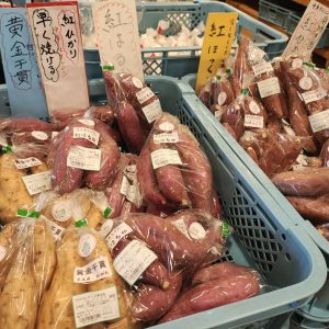 【農産物情報】「さつまいも」の出荷が始まりました♪
