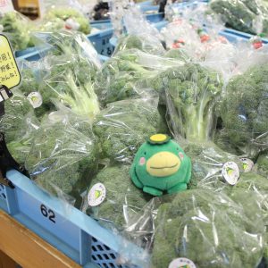 【農産物情報】ブロッコリーの出荷が始まりました！