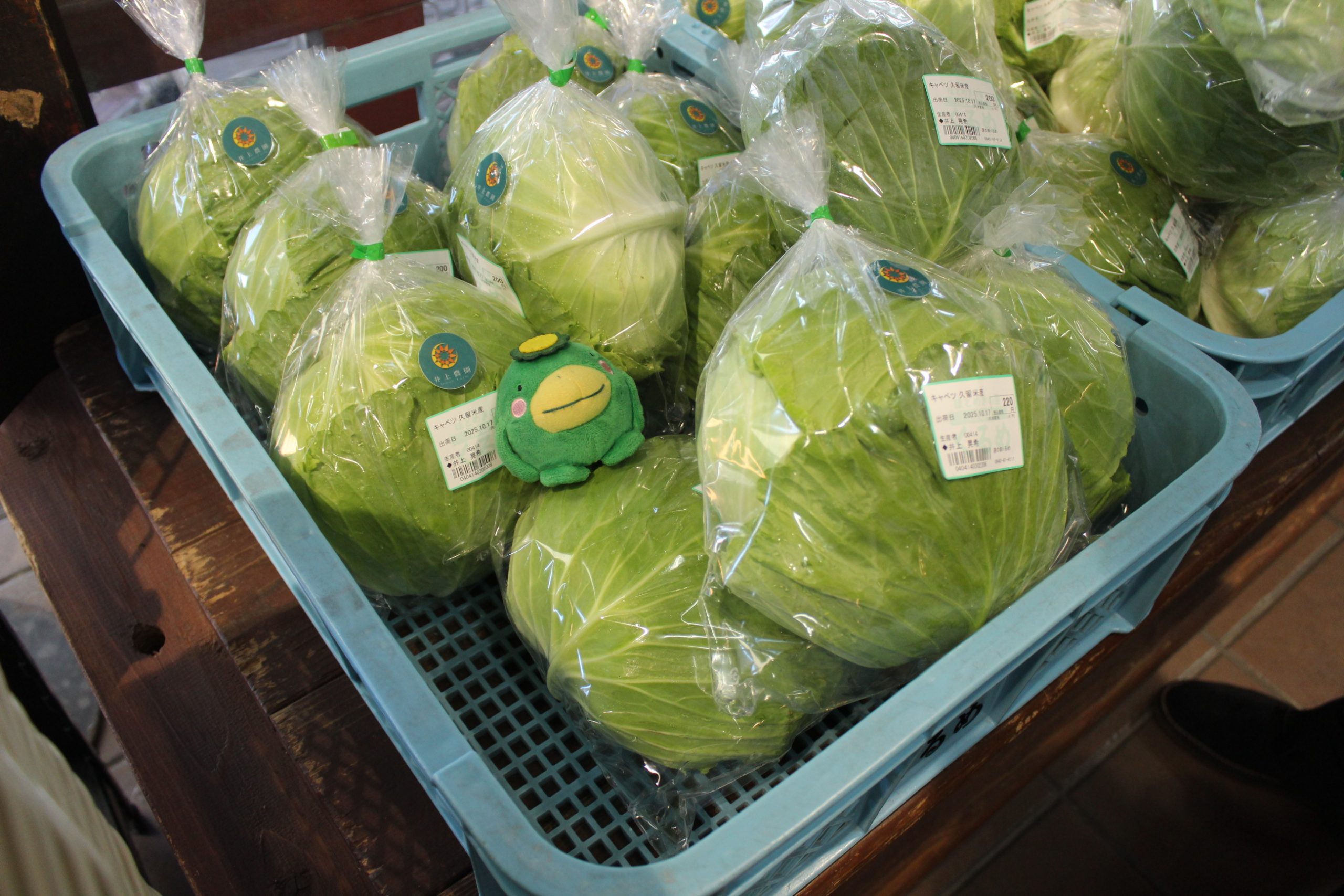 【農産物情報】キャベツの出荷が好調です!