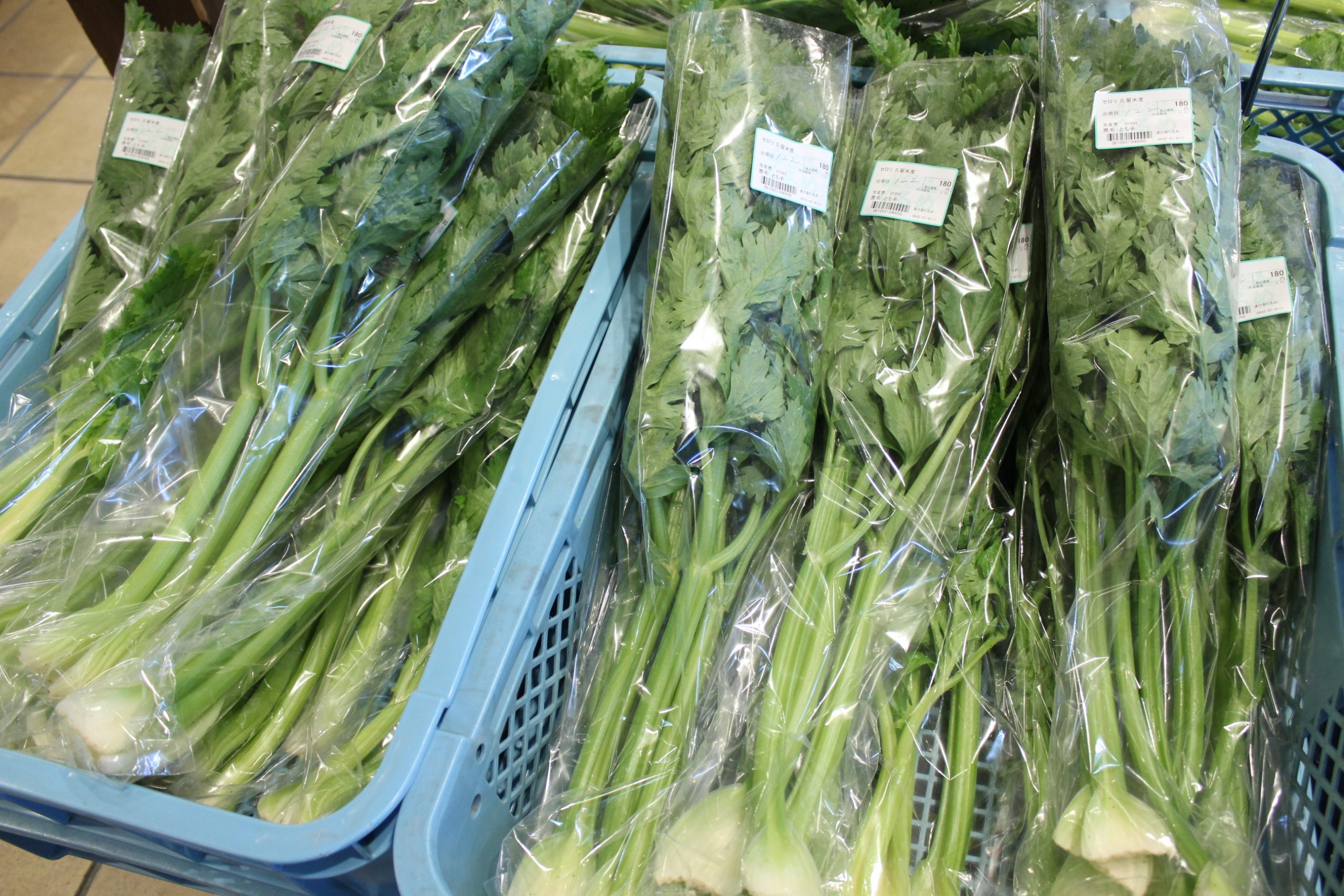 【農産物情報】セロリの出荷が始まりました!