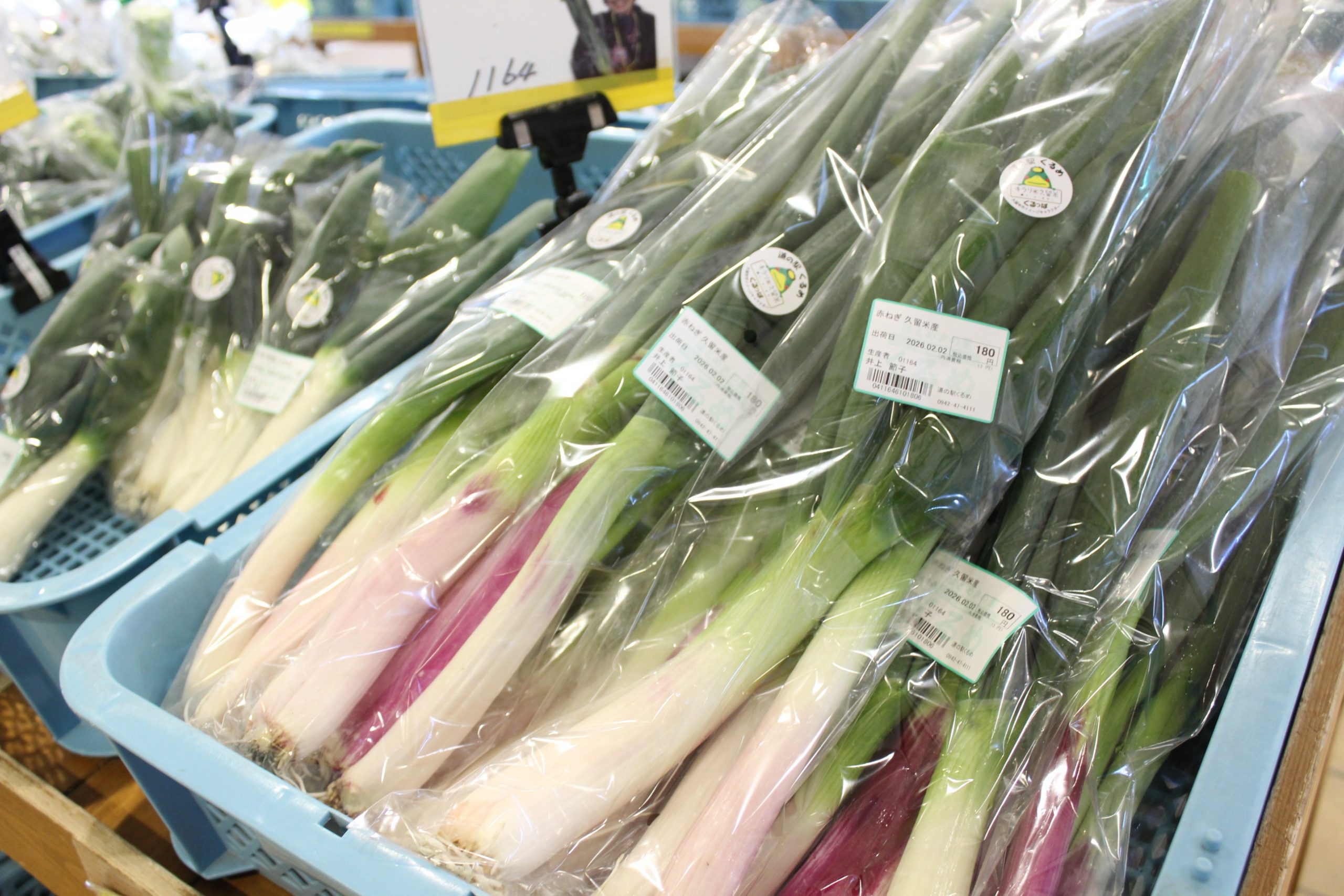 【農産物情報】赤ねぎが出荷中です！