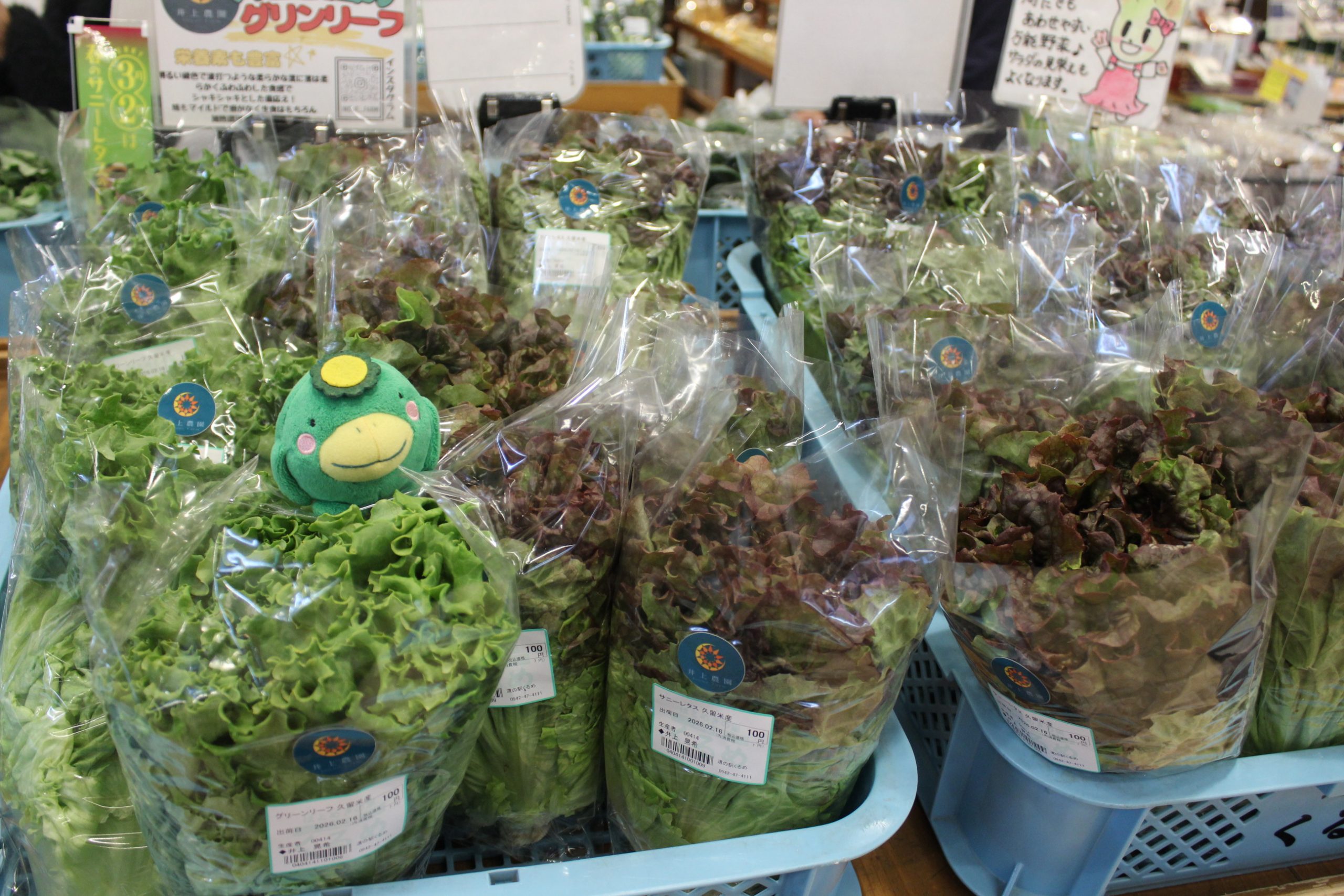 【２月１６日の農産物情報】久留米産のサニーレタスはいかがですか？