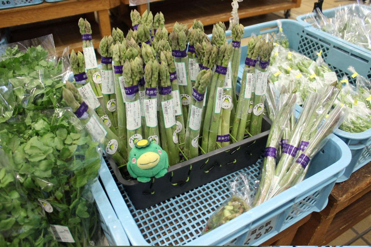 【農産物情報】アスパラガスの出荷が始まりました!