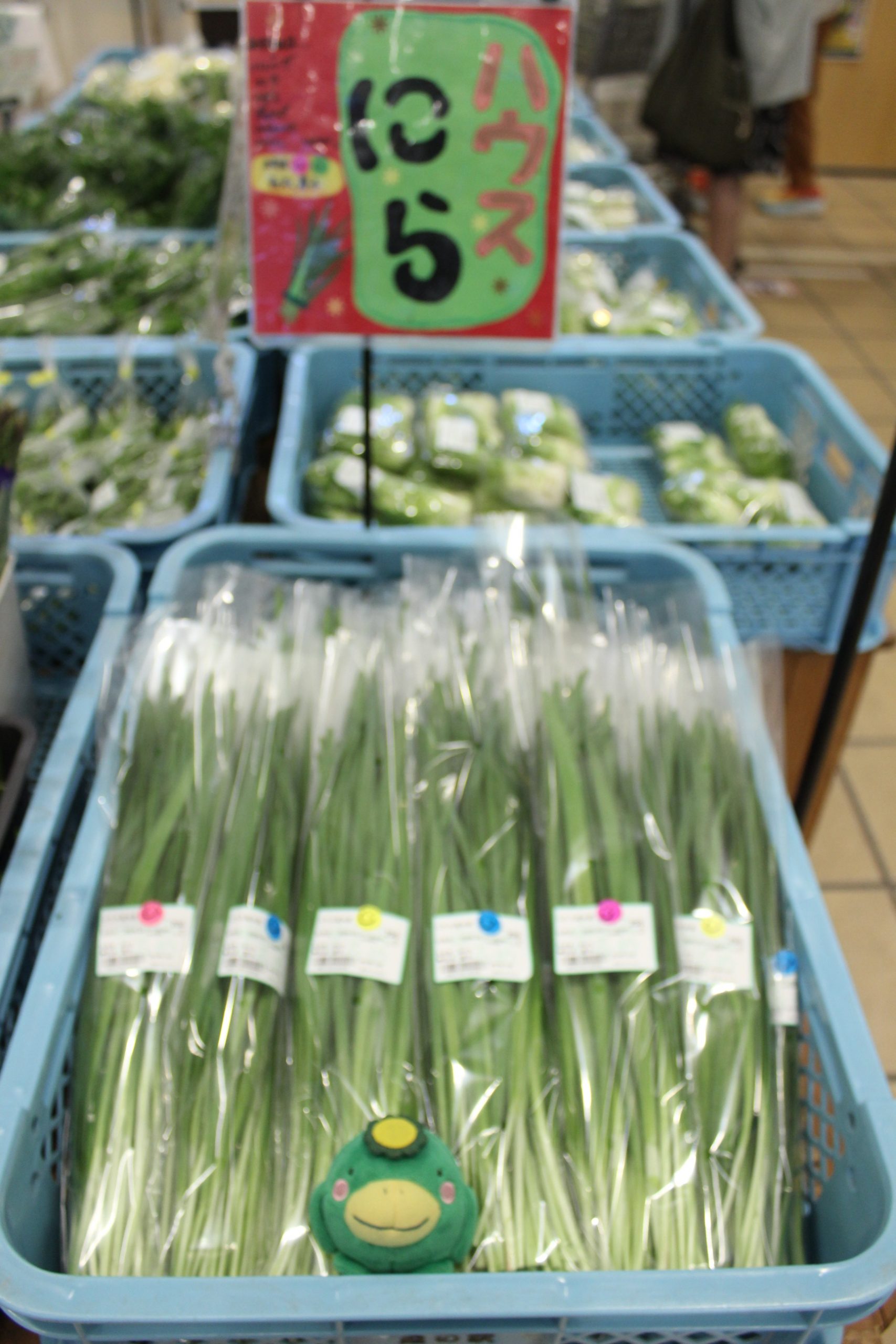 【農産物情報】久留米産のニラはいかがですか？