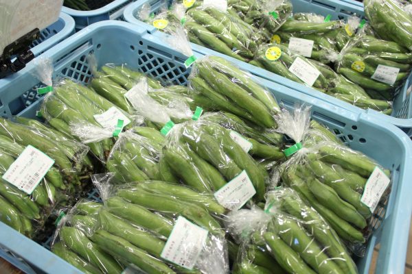 【農産物情報】そら豆の出荷がはじまりました！