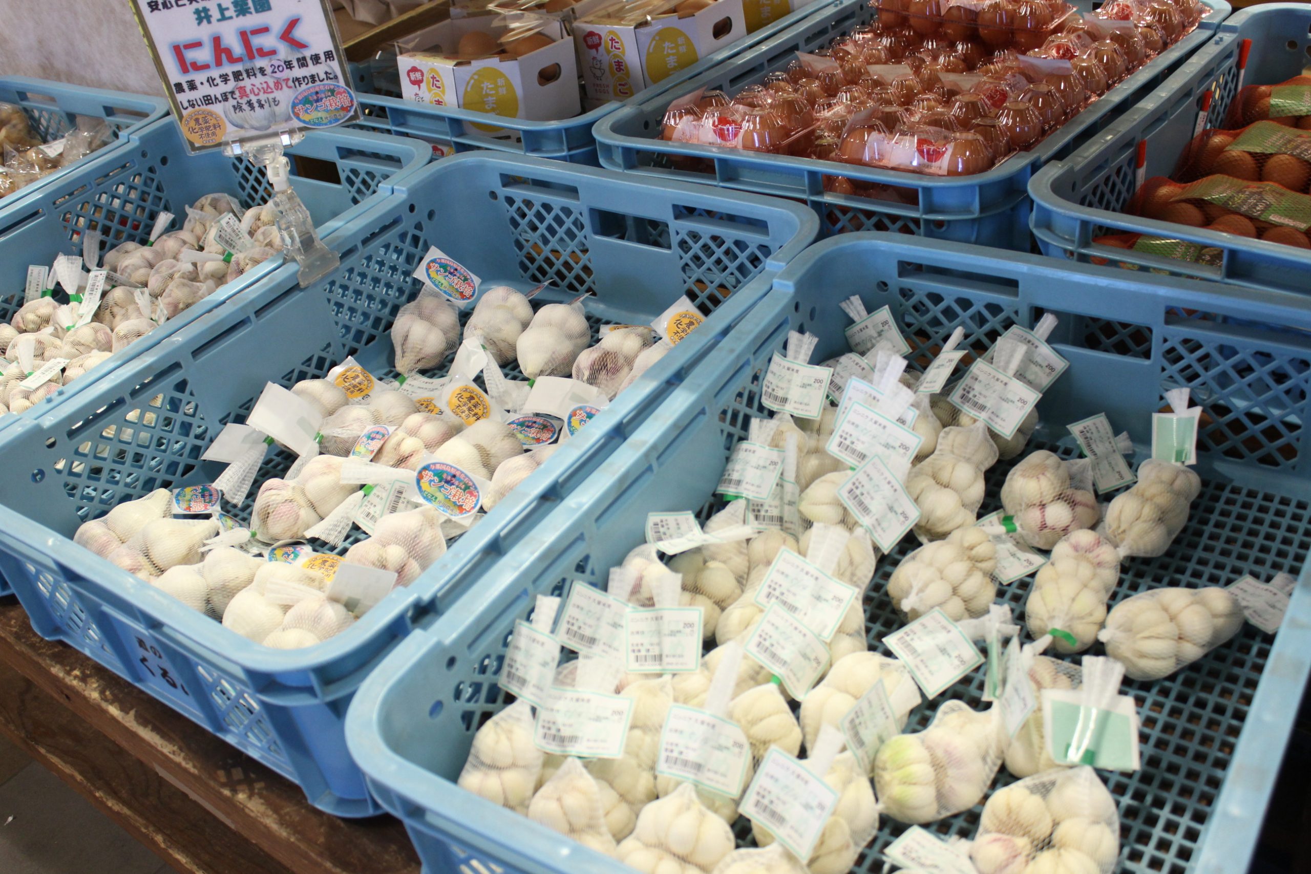 【農産物情報】にんにくの出荷がはじまっています！