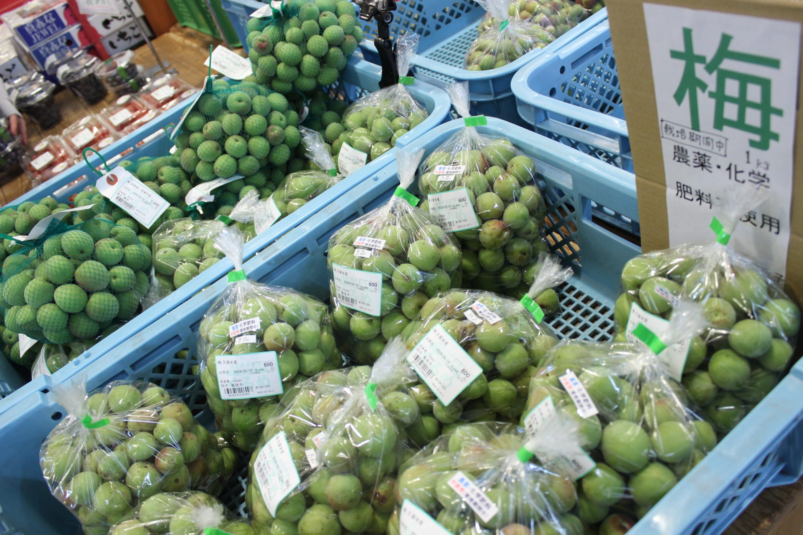 【農産物情報】青梅の出荷がはじまっています!