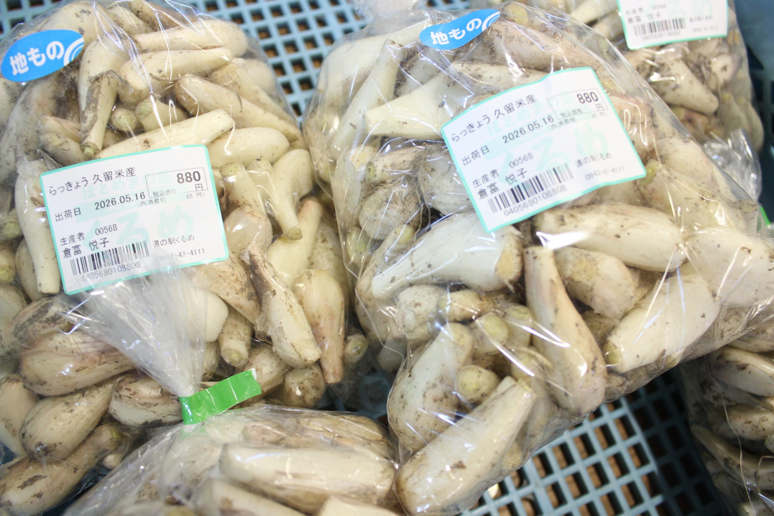 【農産物情報】らっきょうの出荷がはじまっています!