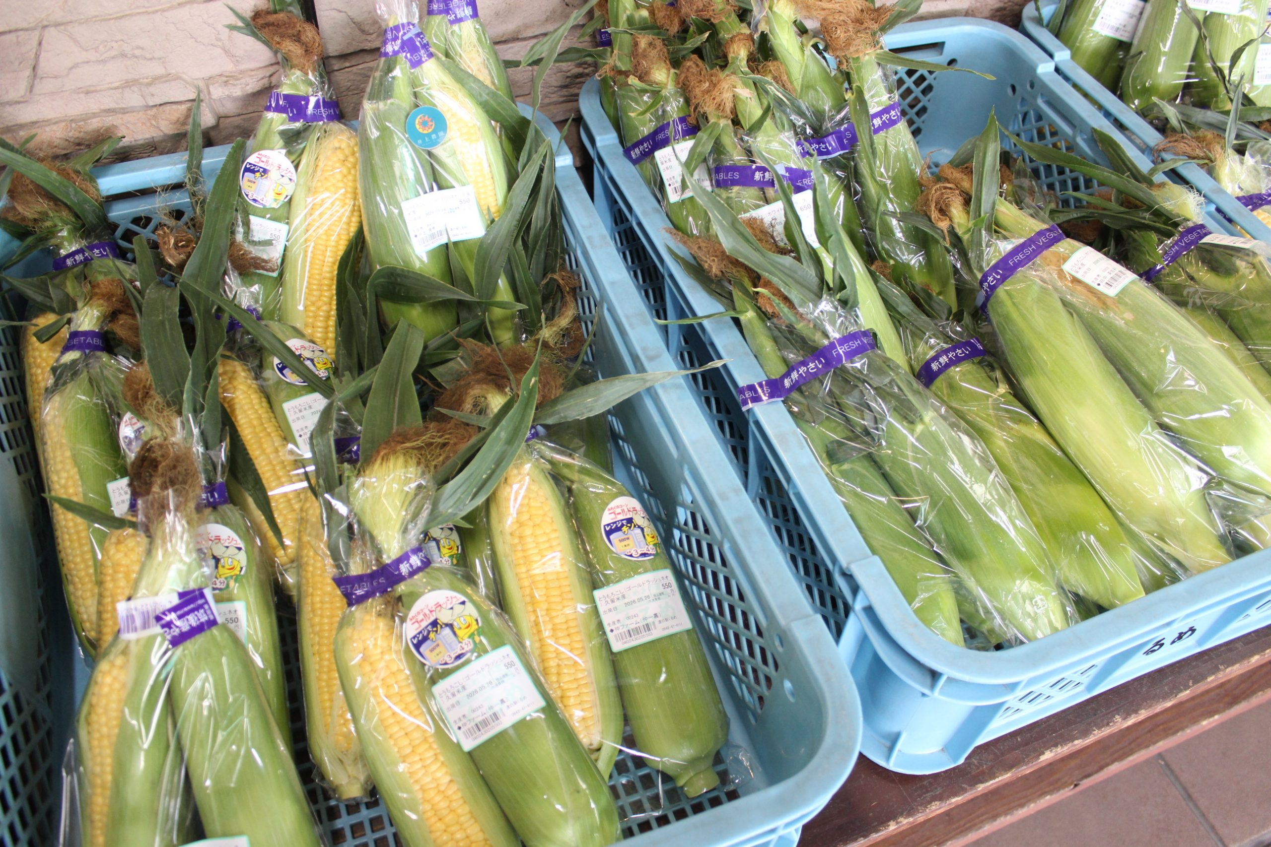 【農産物情報】お待ちかね!とうもろこしの出荷がはじまりました!