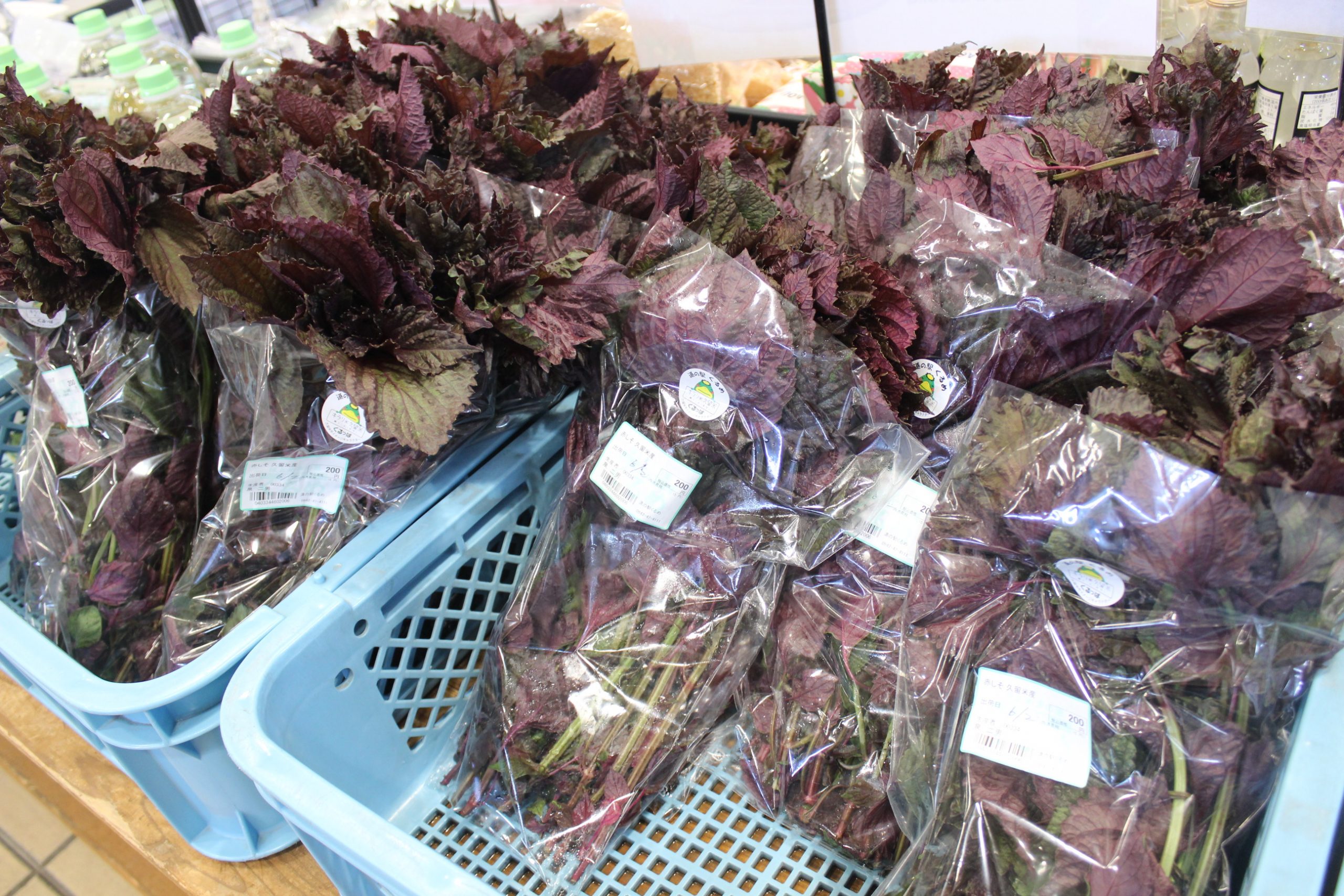 【農産物情報】赤しその出荷がはじまりました!