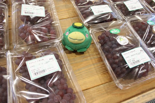 【農産物情報】デラウェアの出荷がはじまりました!
