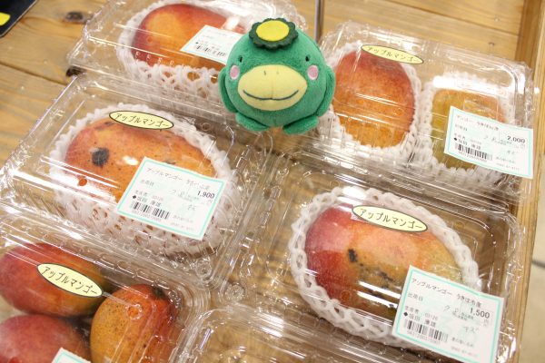 【農産物情報】マンゴーの出荷が始まっています☆