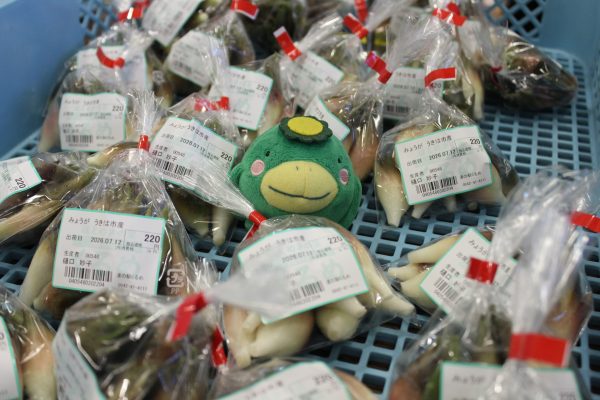 【農産物情報】みょうがの出荷がはじまっています!