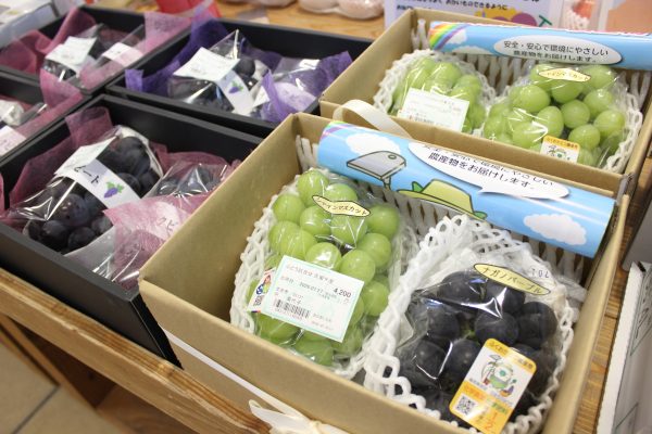 【農作物情報】ぶどうの出荷が好調です！ギフト箱の出荷も始まっています★