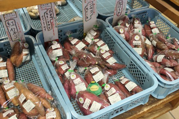 【農作物情報】さつまいもの出荷が始まっています!