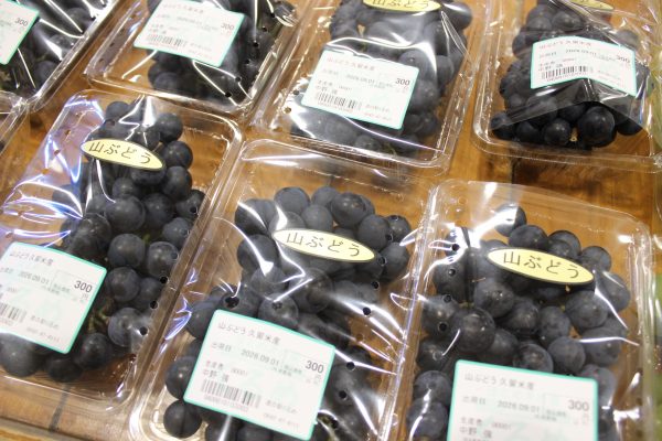【農産物情報】山ぶどうの出荷が始まりました!