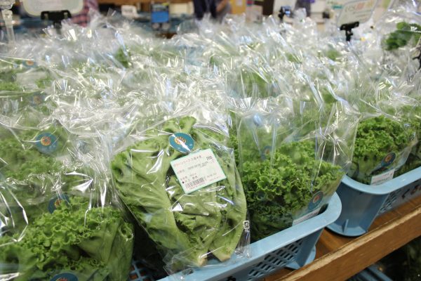 【農産物情報】久留米産グリーンリーフレタスの出荷がはじまりました!
