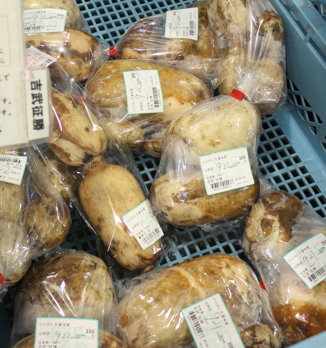 【農産物情報】蓮根の出荷が始まっています★