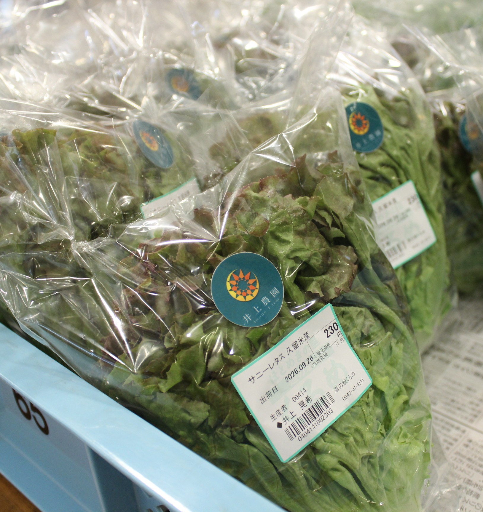 【農産物情報】サニーレタスの出荷が始まりました!