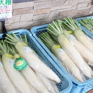 【農産物情報】大根の出荷が始まりました!